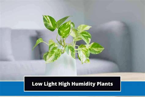 8 Best Low Light High Humidity Plants (With Photos)