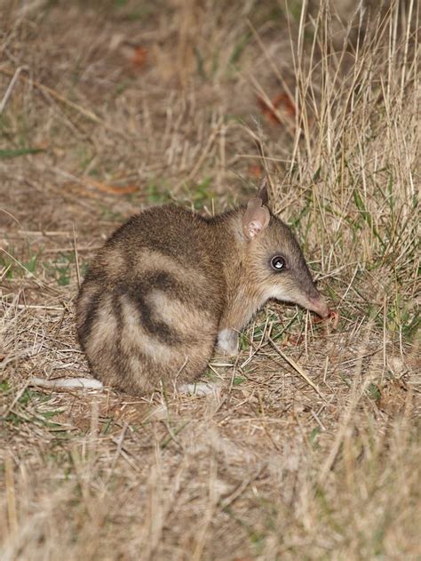 Eastern barred bandicoots released on Phillip Island bringing species back from the brink - ABC News