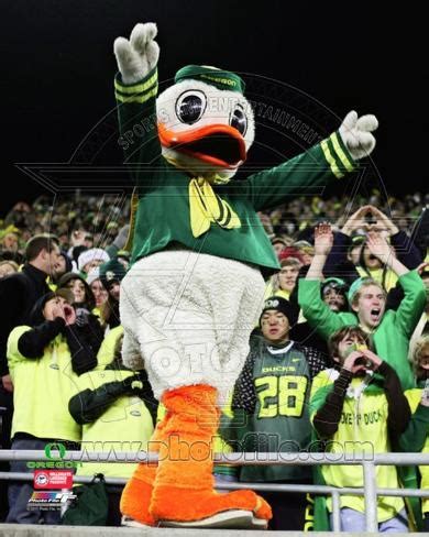 Puddles, the University of Oregon Ducks Mascot Photo at AllPosters.com