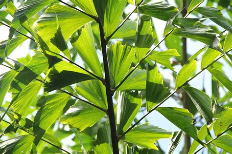 Leaves Of The Kithul Tree Back-lit With Sunlight Photograph by Andrew Wijesuriya