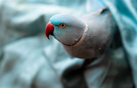 Indian Ringneck Parrot Care & Info | (Rose-Ringed Parakeet) - Psittacology