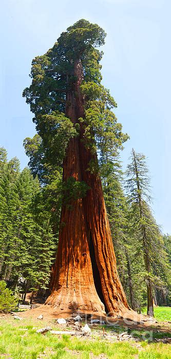 Standing Tall - Giant Sequoia Redwood Tree Sequoia National Park ...