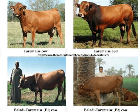 Visual appearance of Tarentaise cattle and their crosses with Egyptian ...