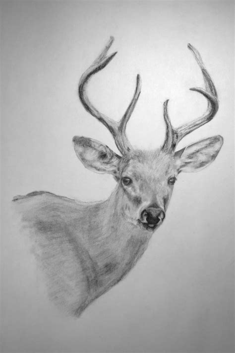 Mule Deer Buck 006 | www.josephfawcett.com, This is a 3X4 Mu… | Flickr