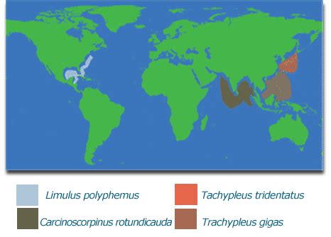 Limulus polyphemus: Atlantic Horseshoe Crab~ Habitat