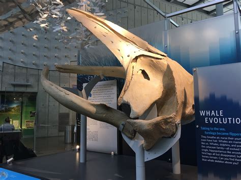 Humpback whale skull - California Academy of Sciences, SF | California academy of sciences ...