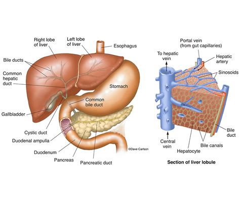 Liver Anatomy | Carlson Stock Art