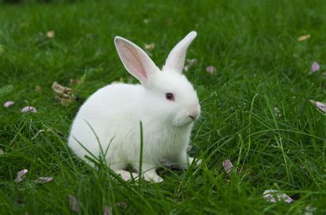 Florida White Rabbit Breed Information and Pictures - PetGuide.com | Florida white rabbit ...