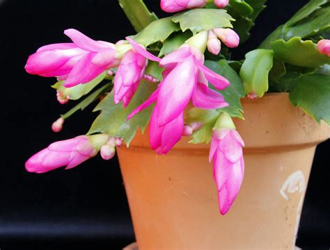 How to Grow a Christmas Cactus