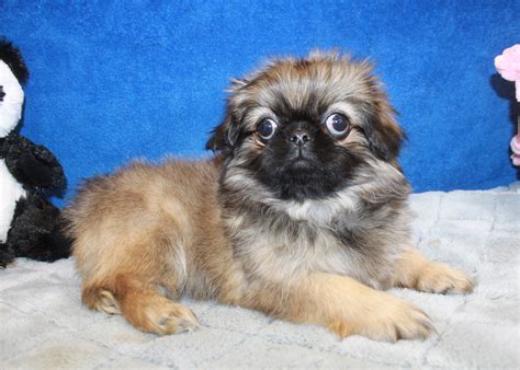 Pekingese Puppies For Sale - Long Island Puppies