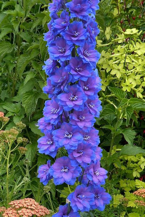 Delphinium elatum 'Blue Lace' | Delphinium flowers, Unusual flowers, Amazing flowers