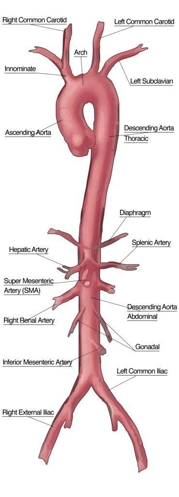 Examrefresh Ultrasound Academy | Nurse, Medical, Medical knowledge