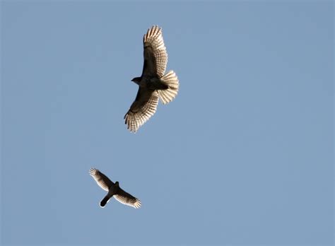 Fall Hawk Migration Alabama Gulf Coast: 2011 Fall Hawk Migration Alabama Gulf Coast:: Oct. 21 ...