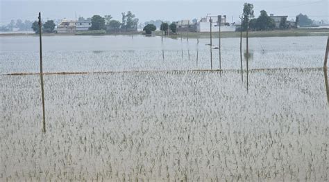 After flood devastation, Punjab may require to retransplant paddy crop in 2.50 lakh acres ...