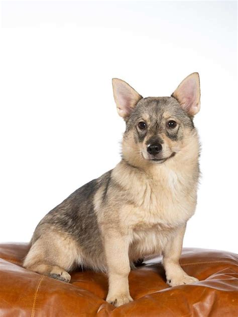 Swedish Vallhund Pictures - AZ Animals