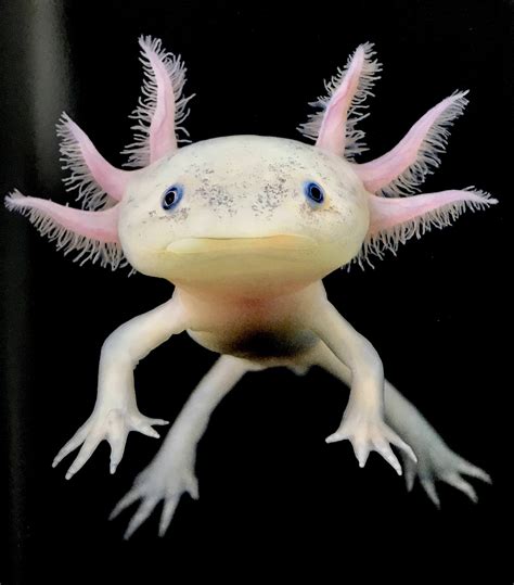 I see your cute animals and give you a real life pokemon the Axolotl ...