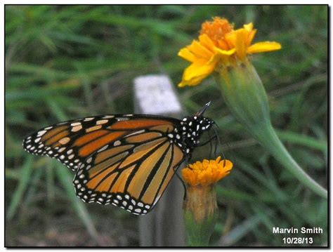 Nature in the Ozarks: Monarch Butterfly (Danaus plexippus)