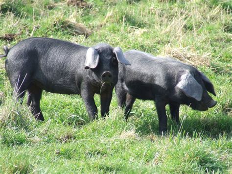 Large Black Pigs © Keith Evans cc-by-sa/2.0 :: Geograph Britain and Ireland