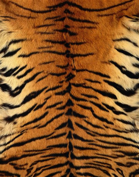 tiger skin | Animal skin, Stuffed animal patterns, Tiger skin