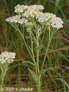 Achillea millefolium (Common Yarrow): Minnesota Wildflowers