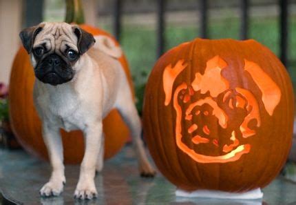 Cute Pug Puppy. Happy Halloween! | Pugs, Cute pugs, Pugs and kisses