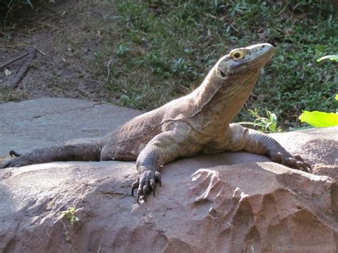 Baby Komodo Dragon - DesiComments.com