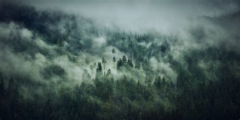 Cloudy forest on Behance