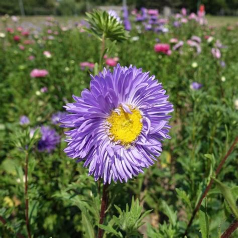 How to Grow Asters from Seed - growhappierplants.com