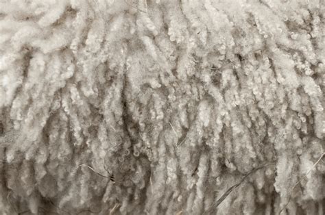 File:Royal Winter Fair Wool 2.jpg - Wikipedia