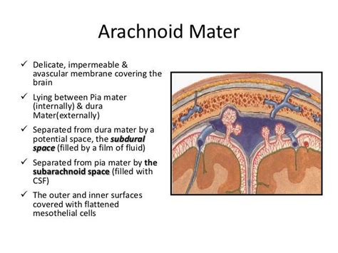 Pictures Of Arachnoid Membrane