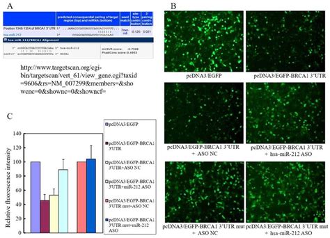 miR­212 directly targets BRCA1 and negatively regulates its expression.... | Download Scientific ...