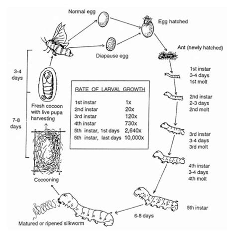 life cycle of a silk moth - Science - Fibre to Fabric - 4836670 | Meritnation.com