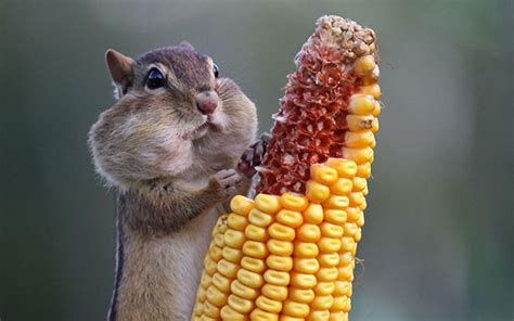 89 Photos Of Animals Eating That’ll Make You Smile | Bored Panda