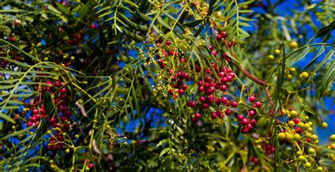 How to Grow Szechuan Pepper at Home (2024 Harvest Guide)