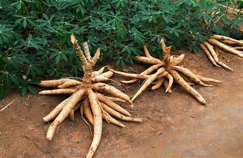 Growing Cassava: Planting Guide, Care, Problems and Harvest