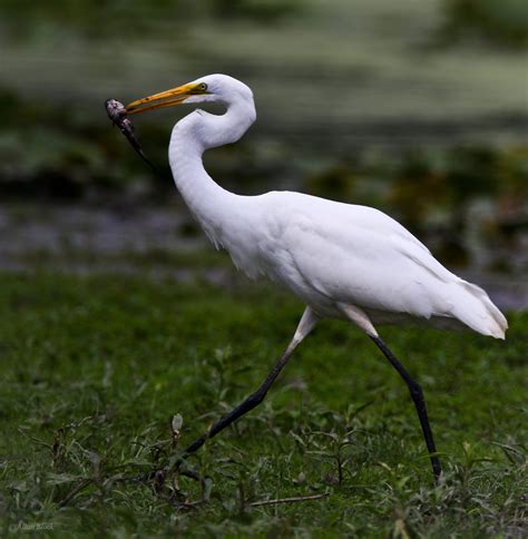 Feather Tailed Stories: Great Egret/Great Blue Heron