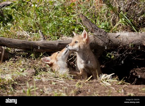 Two coyote pups Stock Photo - Alamy