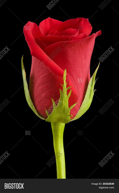 Single Red Rose Bud Image & Photo (Free Trial) | Bigstock