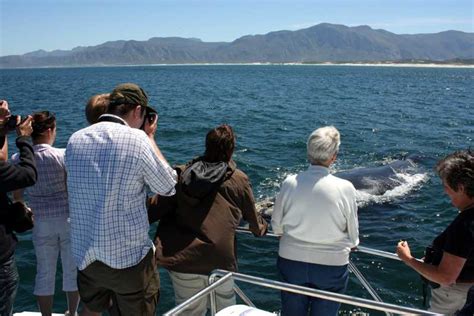 Gansbaai: Excursión en barco combinada de buceo con tiburones y avistamiento de ballenas ...