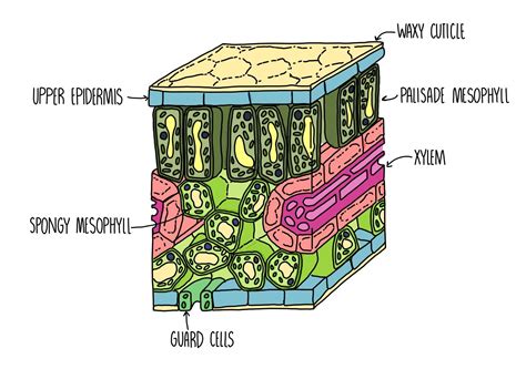 Plant Tissues, Organs and Organ Systems — the science sauce