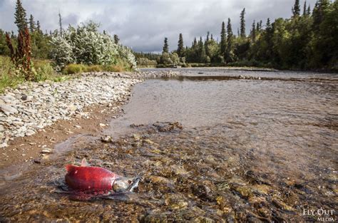 Pebble Mine Final Environmental Impact Statement: Faulted, Rushed ...