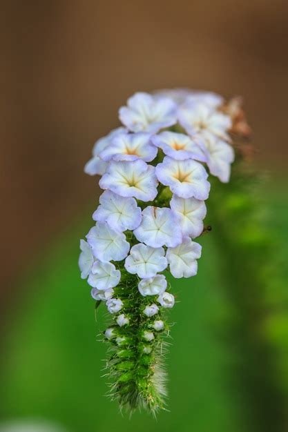 Premium Photo | Heliotropium indicum flower