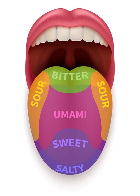 Realistic tongue with basic taste areas. Tasting map in human mouth sw ...