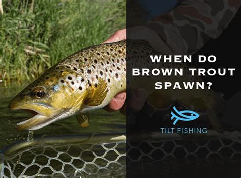 When Do Brown Trout Spawn? – Tilt Fishing