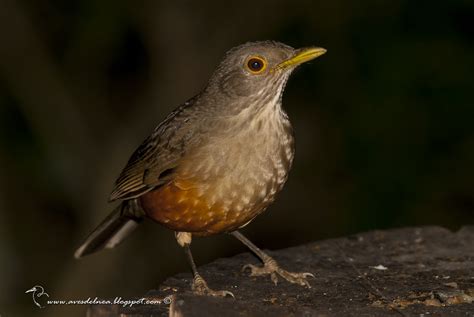 Zorzal colorado ( Rufous-bellied Thrush) Turdus rufiventris » Focusing ...