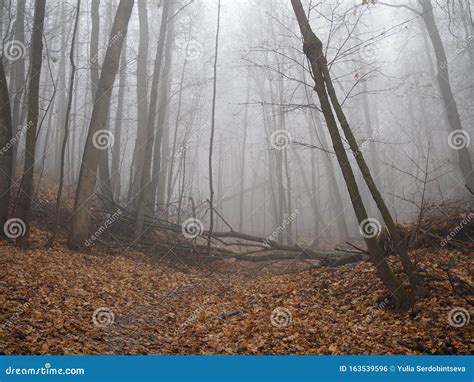 Path Leading through a Misty Forest in the Morning Sunlight Stock Photo ...