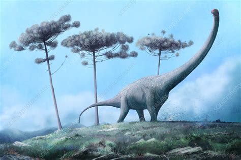 Dreadnoughtus dinosaur, illustration - Stock Image - C048/9570 ...