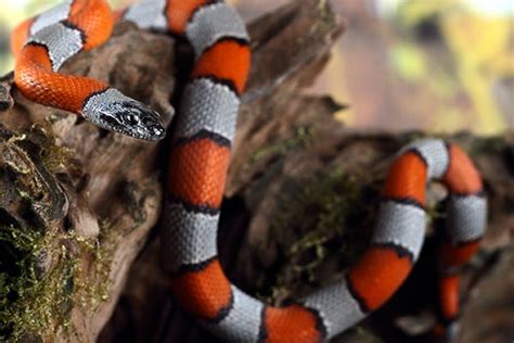 Coral Snake Bite Poisoning in Cats - Symptoms, Causes, Diagnosis, Treatment, Recovery ...