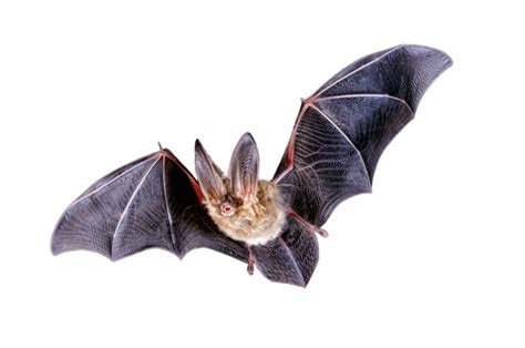 Bat PNG