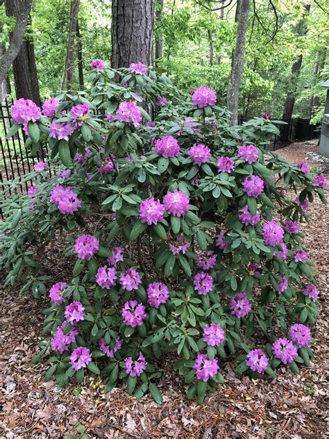 Rhododendron catawbiense (Catawba Rhododendron, Mountain Rosebay ...